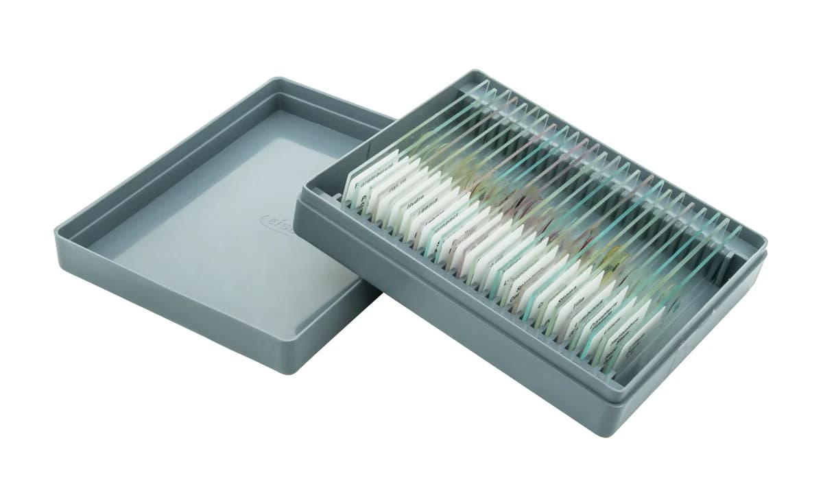 Juego de 25 portaobjetos preparados – Biología (Eisco BI0284) - imagen 2
