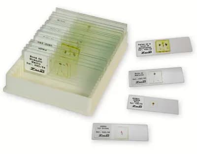 Colección genética, 5 preparaciones microscópicas - imagen 1