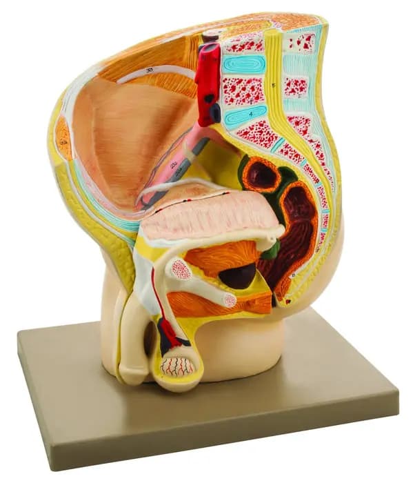 Modelo de Pelvis Masculina Humana 2 Partes Tamaño Real - imagen 1