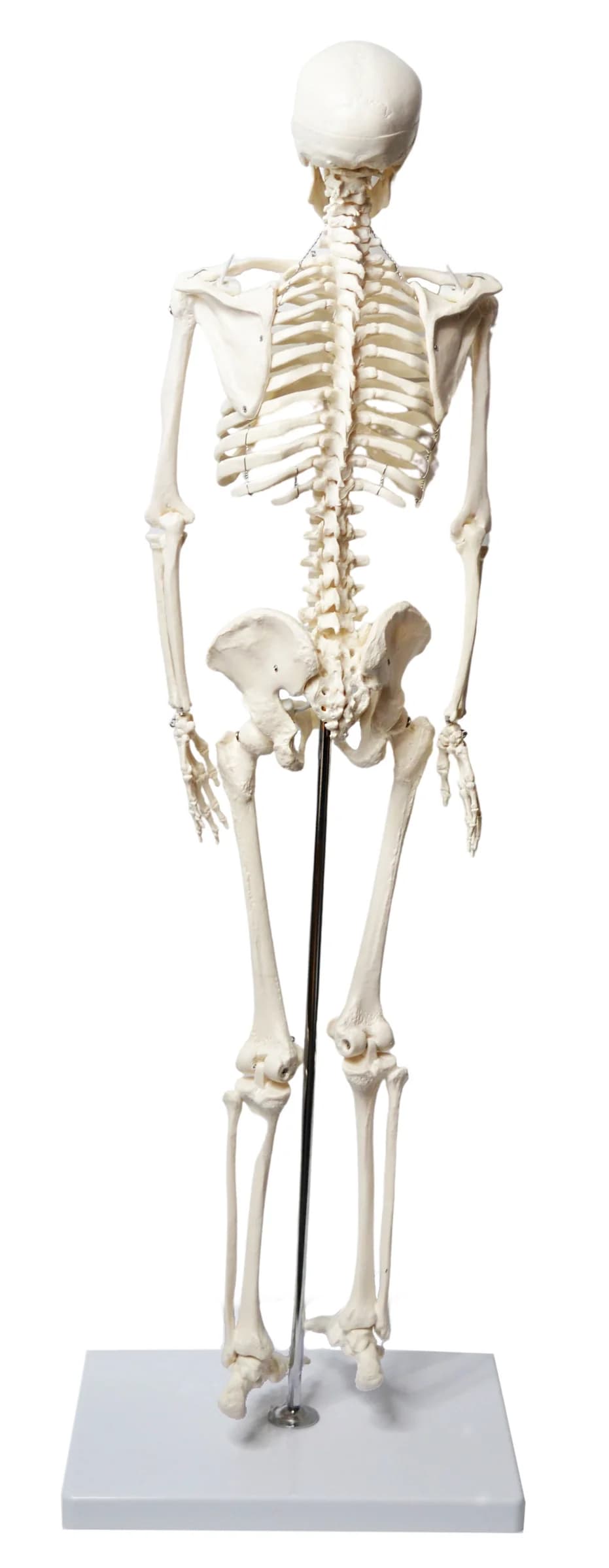 Modelo de Esqueleto Humano 85 Cm con Mandíbula Articulada - imagen 2