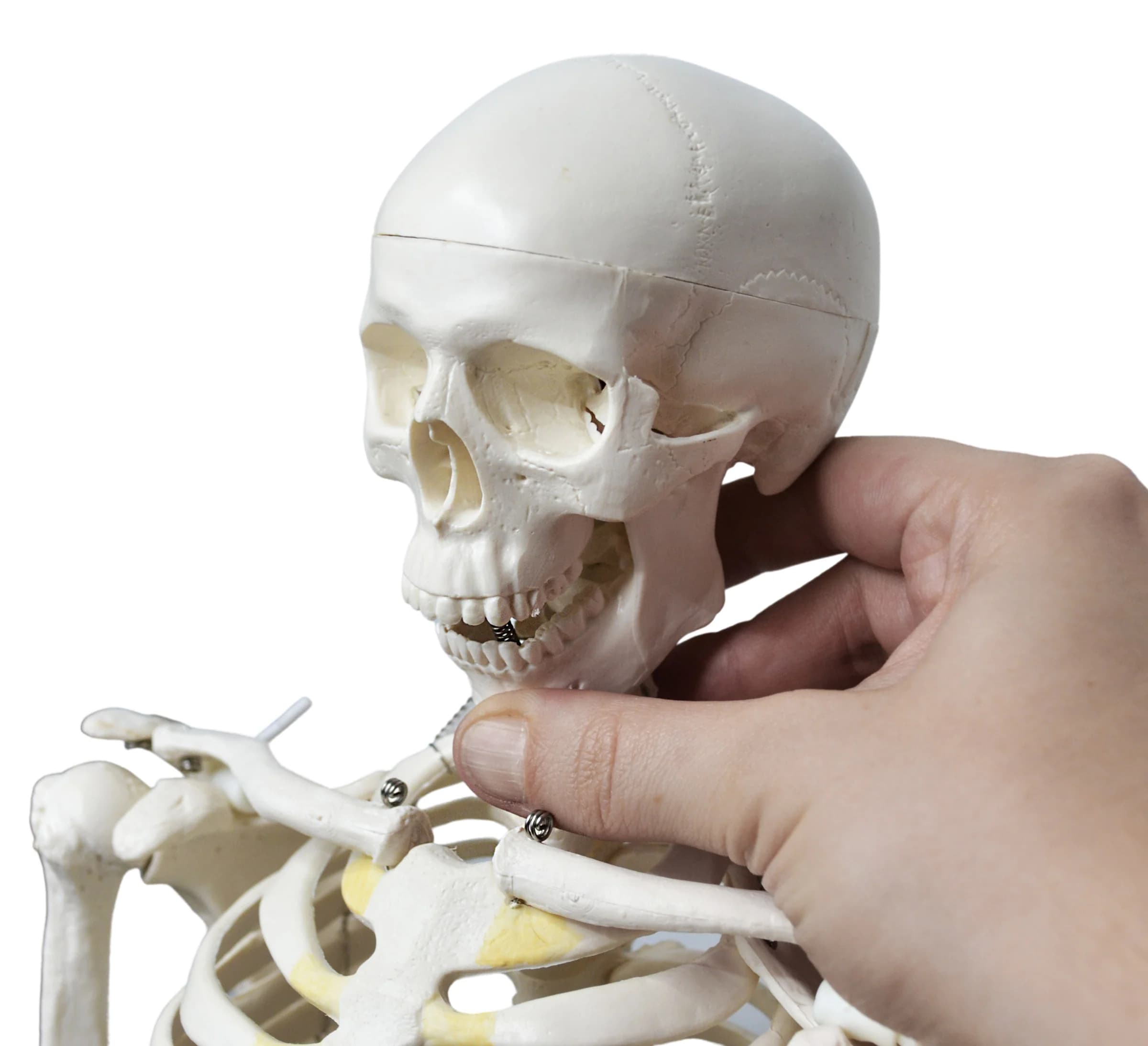 Modelo de Esqueleto Humano 85 Cm con Mandíbula Articulada - imagen 6