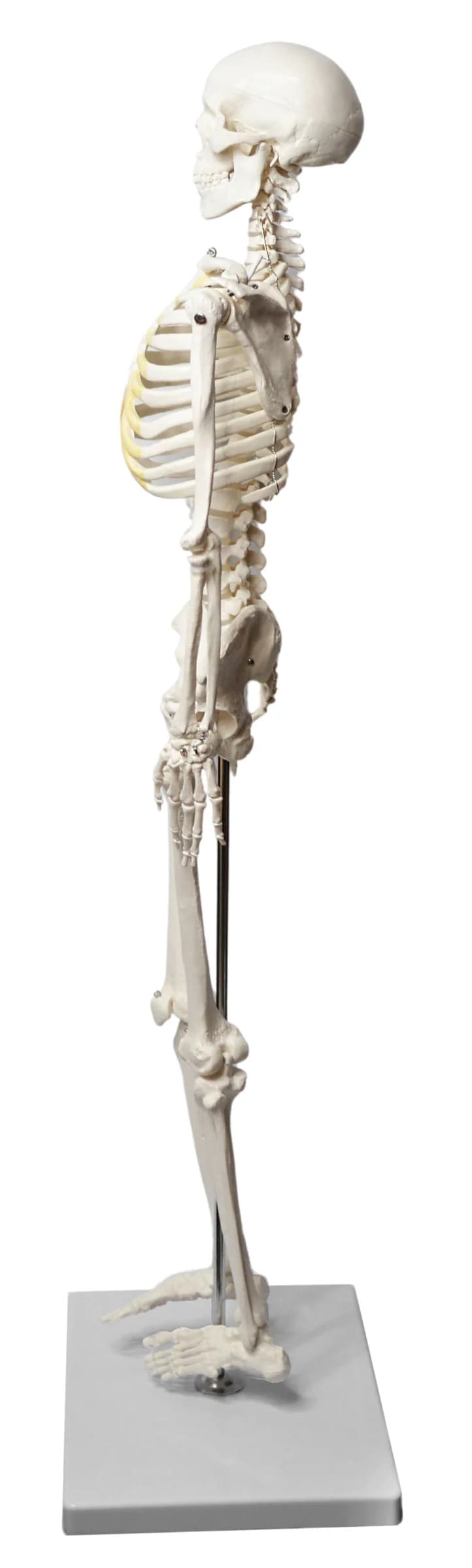 Modelo de Esqueleto Humano 85 Cm con Mandíbula Articulada - imagen 5