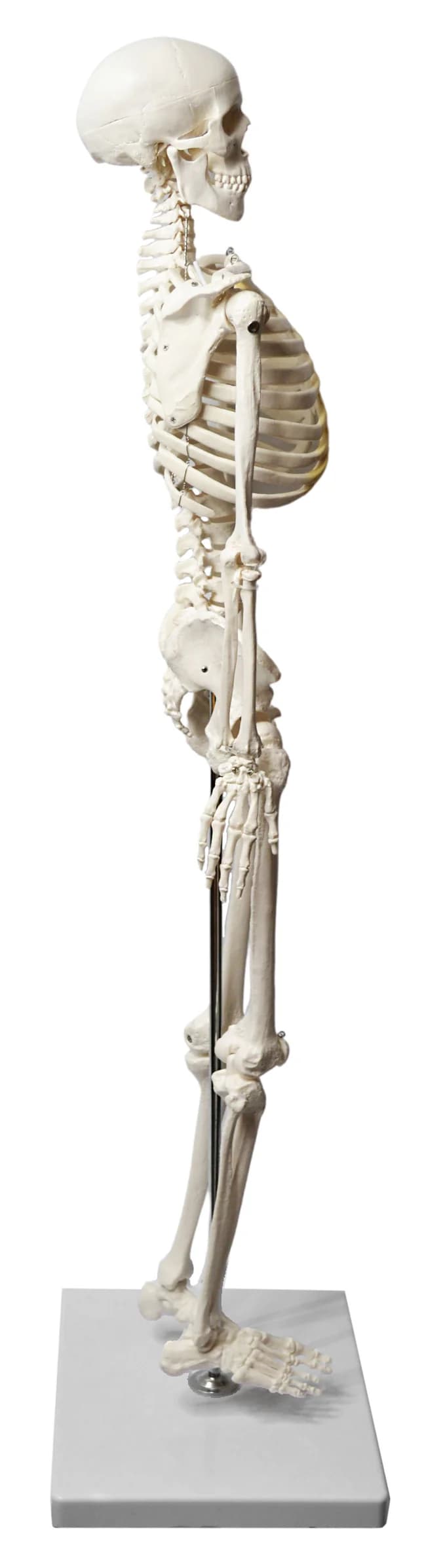 Modelo de Esqueleto Humano 85 Cm con Mandíbula Articulada - imagen 4