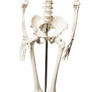 Modelo de esqueleto humano de 85 cm con mandíbula articulada de Eisco Labs